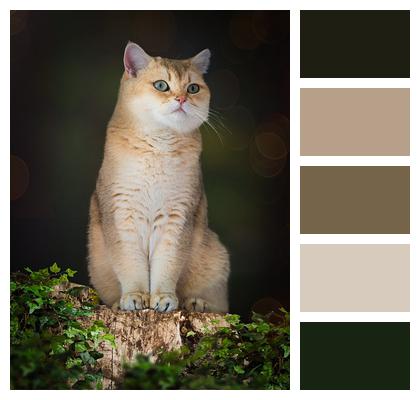 British Shorthair Cat Nature Image